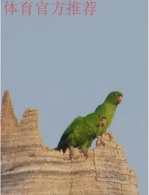 卡布雷拉，拥有惊人头部的鹦鹉性格